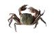 カニ